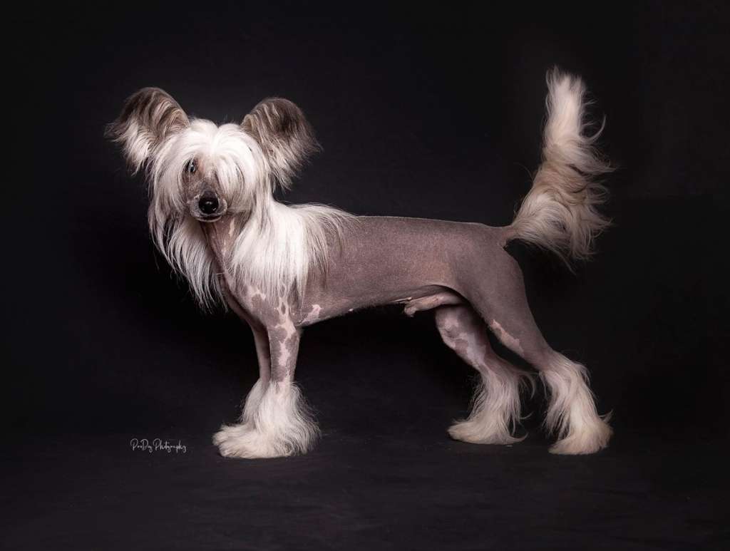 Gallurius Fortune Cookie