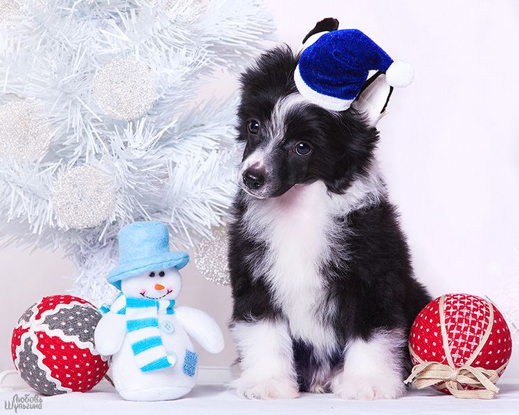 My Vanity Fair I Love You