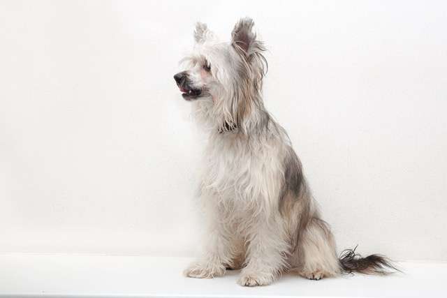 Sapfir iz Tsarskogo Sela Yudjin Djoy