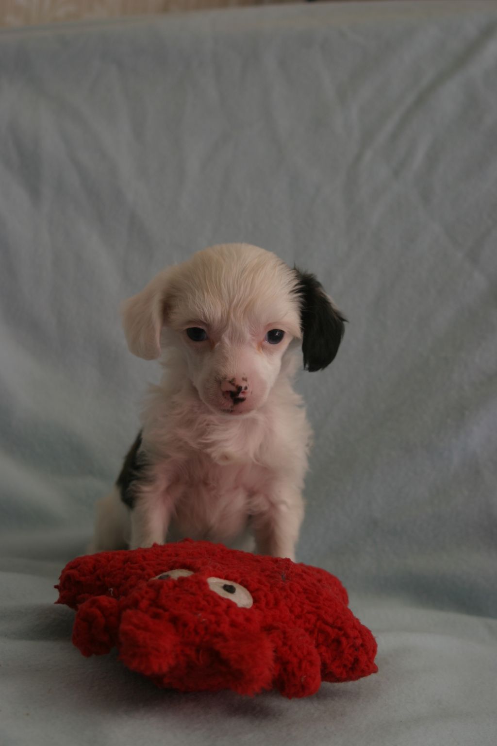 Happy Dancing Snow Storm