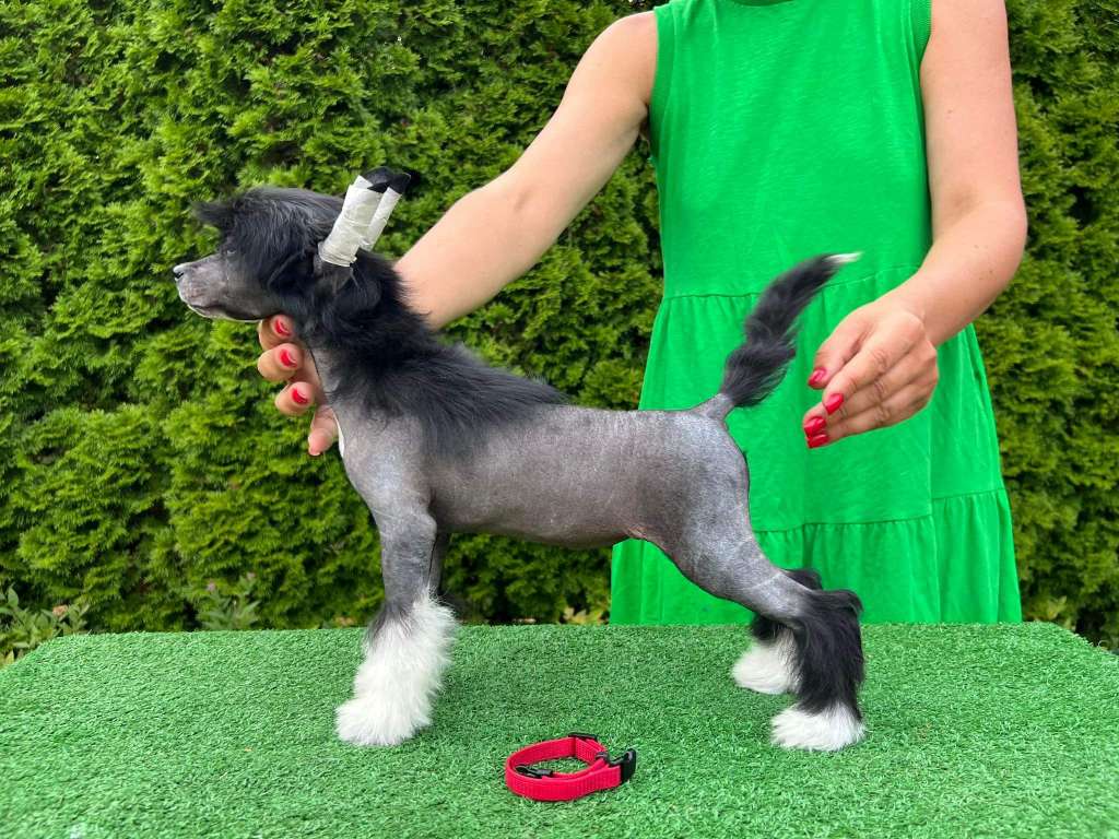 Energy Di Nüwa Altamira