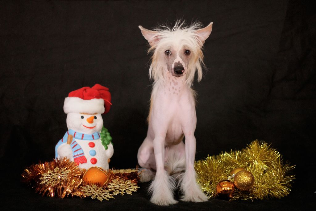 Nyu Art Tsezar' Praim