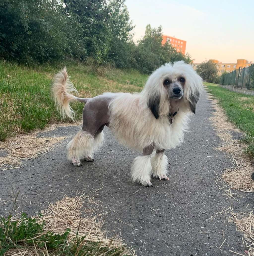 Honorowy Pan Rodzynek Akizabo