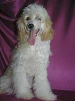 Leon Fleur De Lis Uni Udger