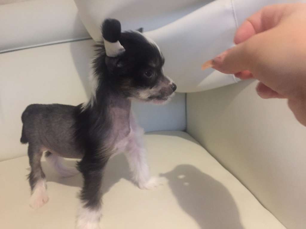 Patrick Dneprovskoye Solntse