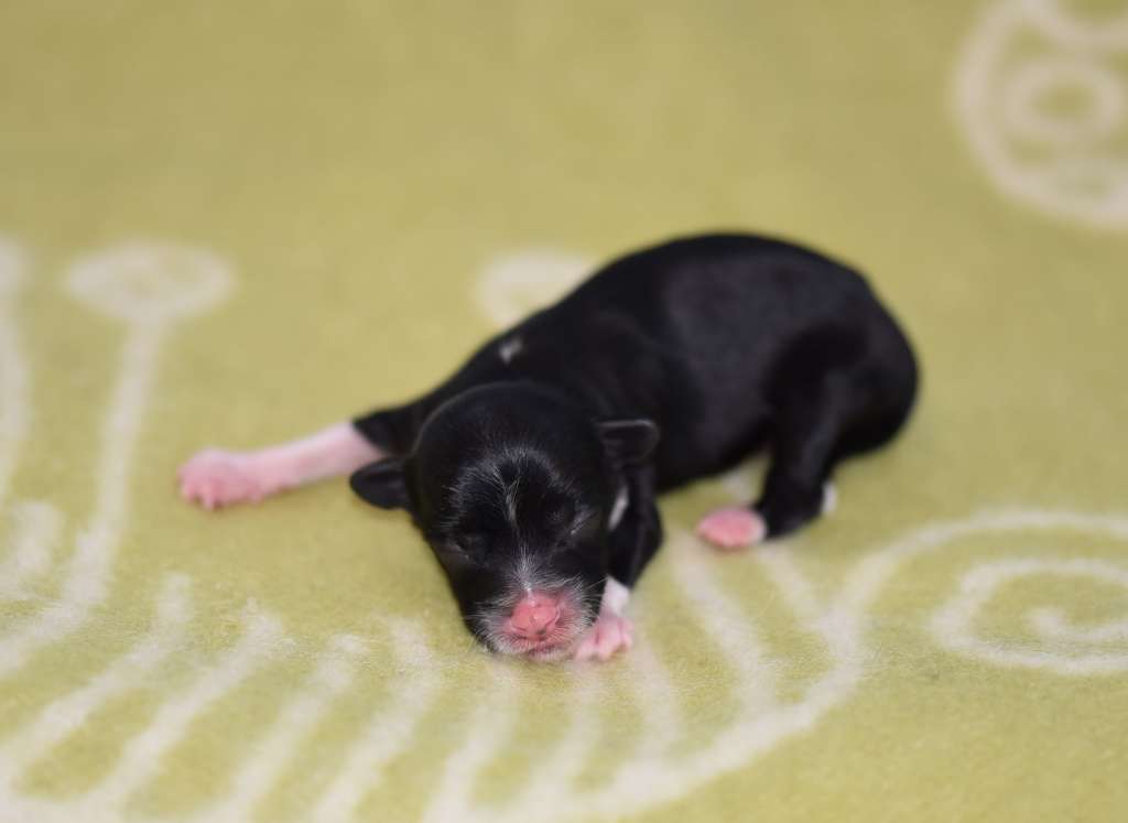 Royalette's Gold Shimmer