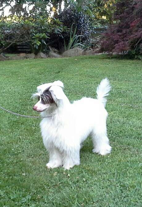 Sonniema Undercover Agent