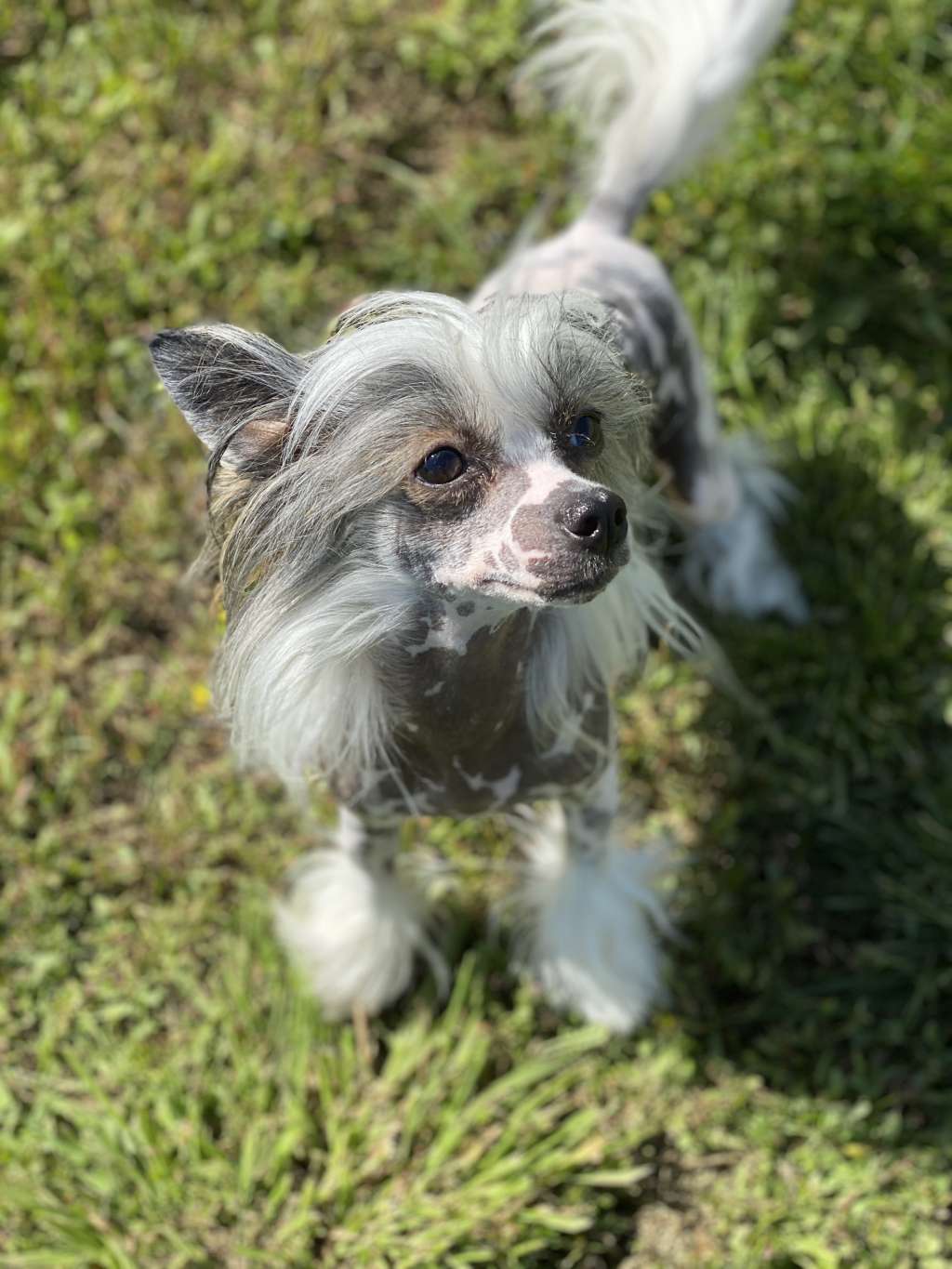 Lorita Star Nepovtorimaya Mechta