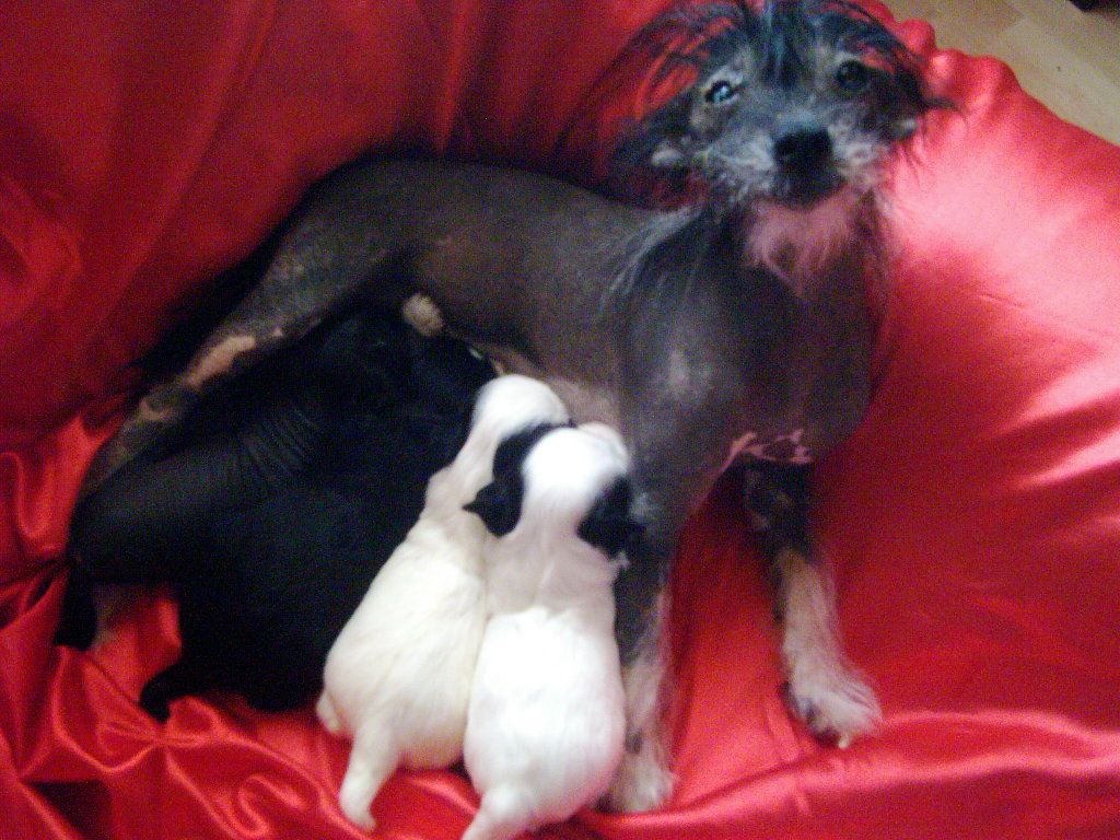 Flying Crazy Horse von Hellmundin