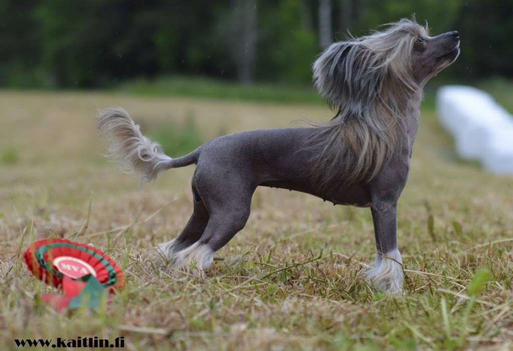 Divine Favor Heybett