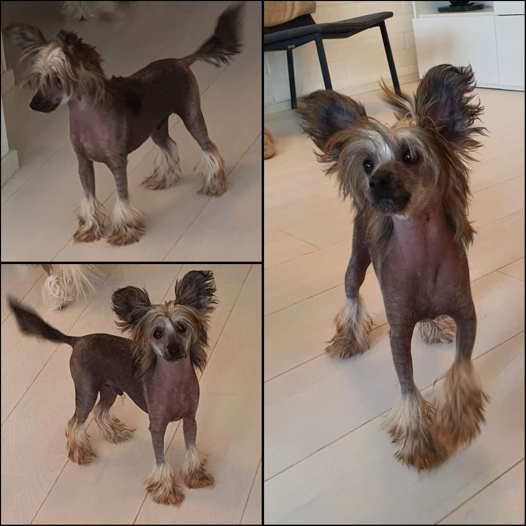 Viavrois Electronic Eminem