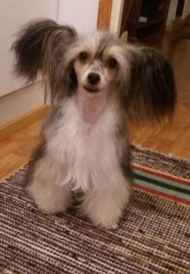 Pideraq's A La Hotdog de Nuudel