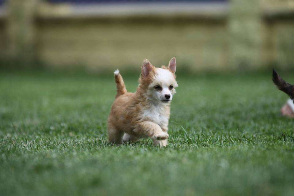 Ishara King of Diamonds