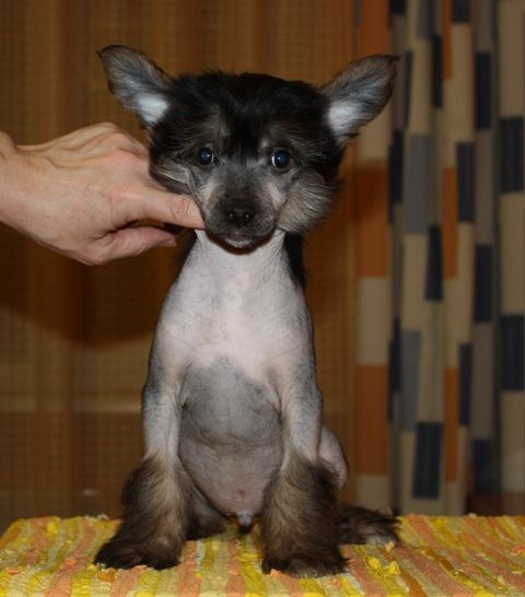 True Magnifisen Odin the Worty Son of Pepper