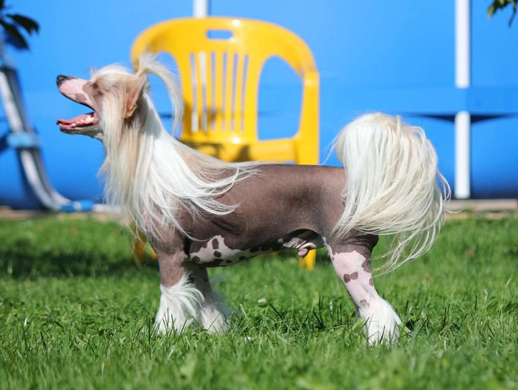 Ketrin Kristol Prezent dly Liris