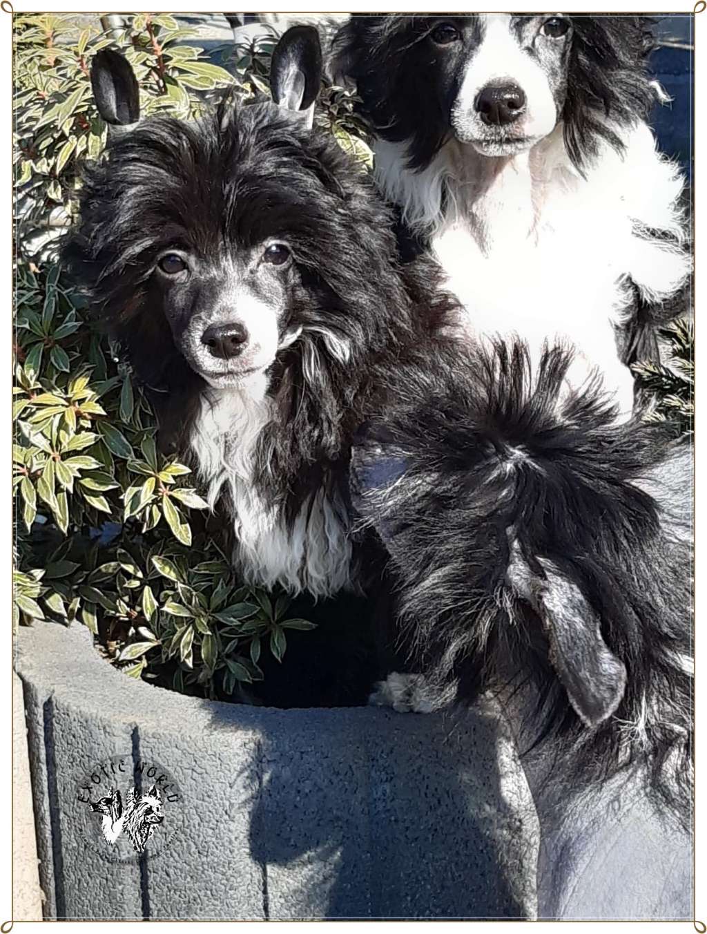 Casablanca Exotic World FCI