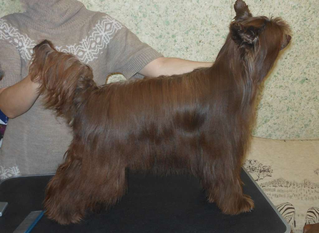 Charuyuschiy Soblazn Enigma