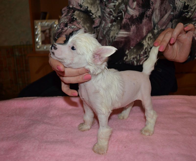 Vellar Pljus Georgin iz Tsarskoy Stai