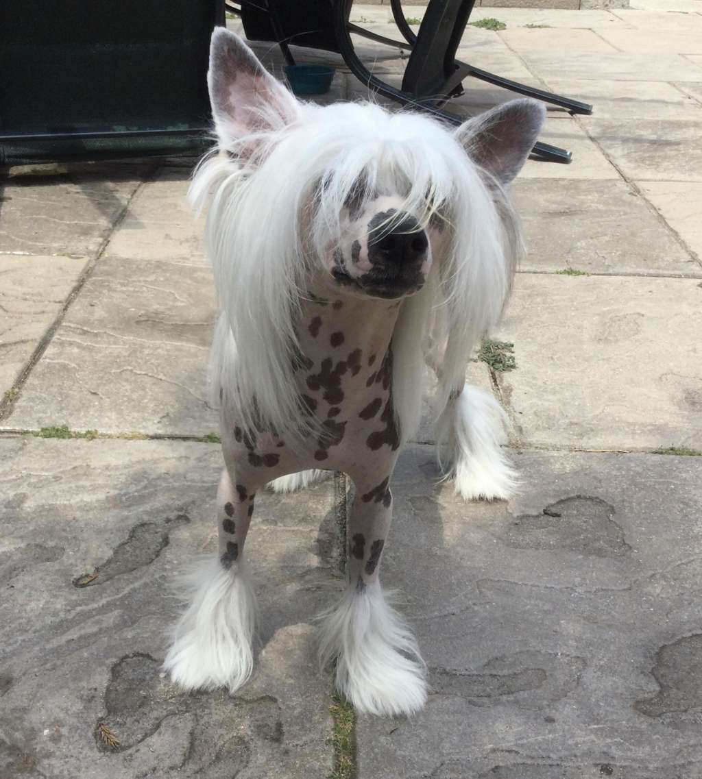 Sassytails The Elven Commander