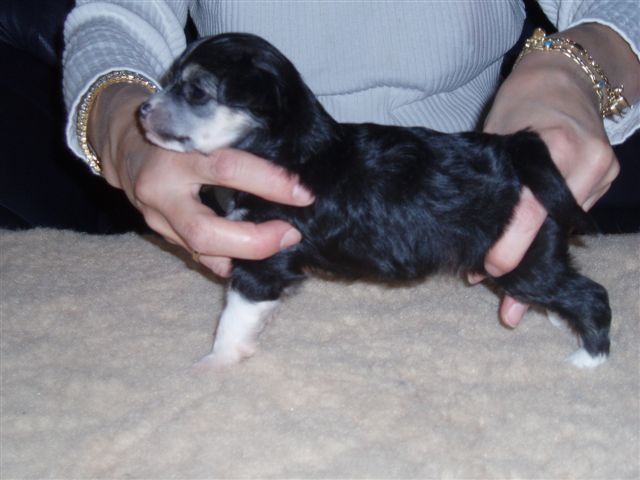 Zhannel's Ambitious Amber