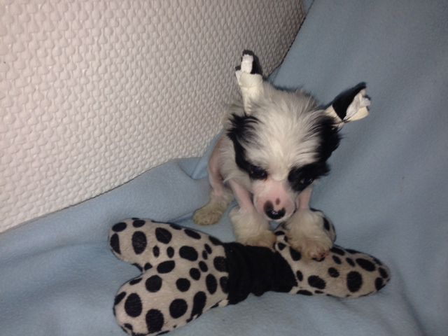 Frendor's Unlimited Edition