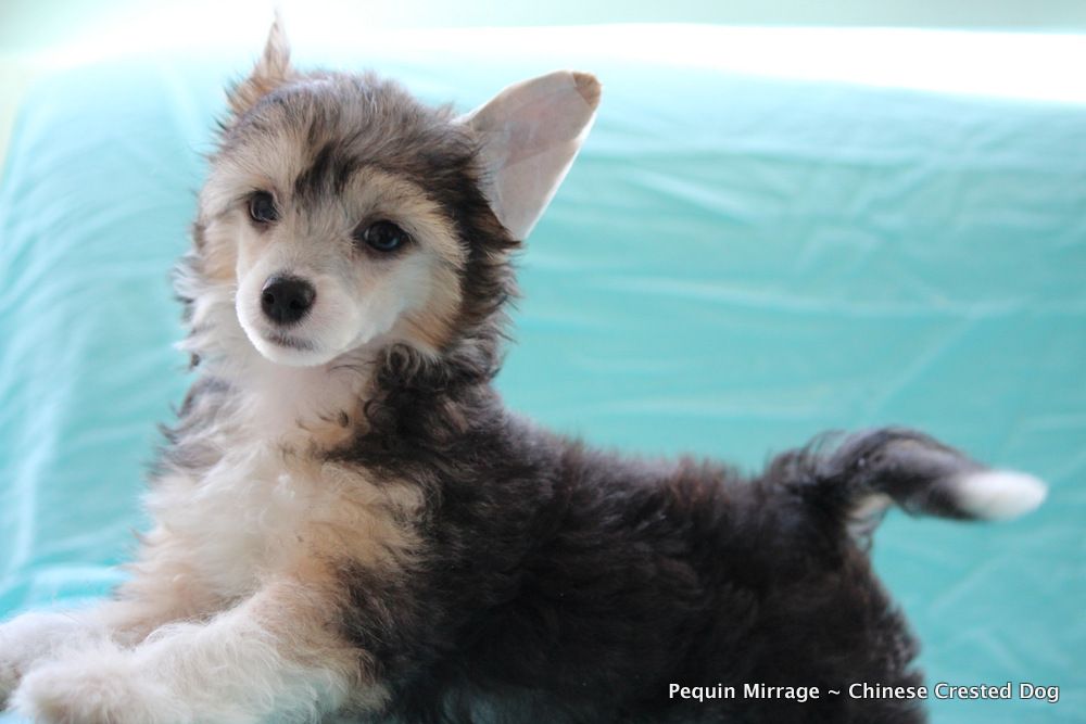 Pequin Mirrage Blue Moon