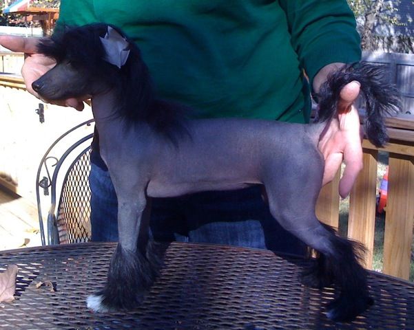 Carrera's Circle Of Life At Zen's