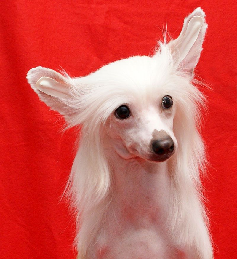 Alvine Band Gang Starr