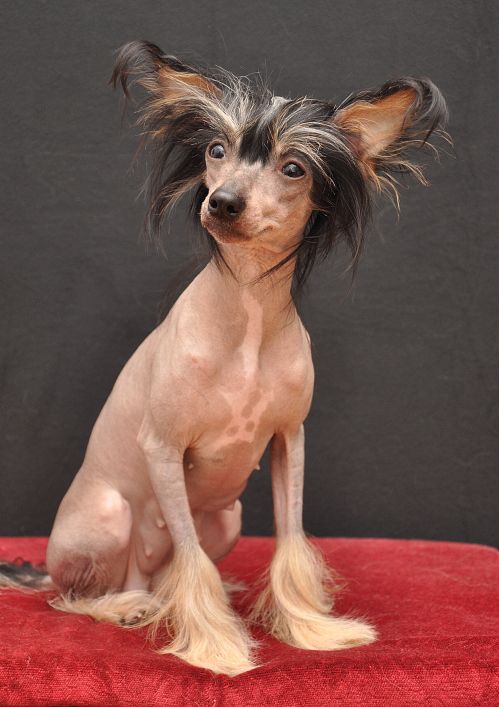 Desdemona Prague Limit