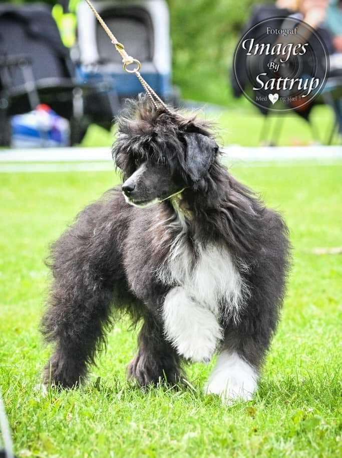 Lille Wenedig Blitz Baby