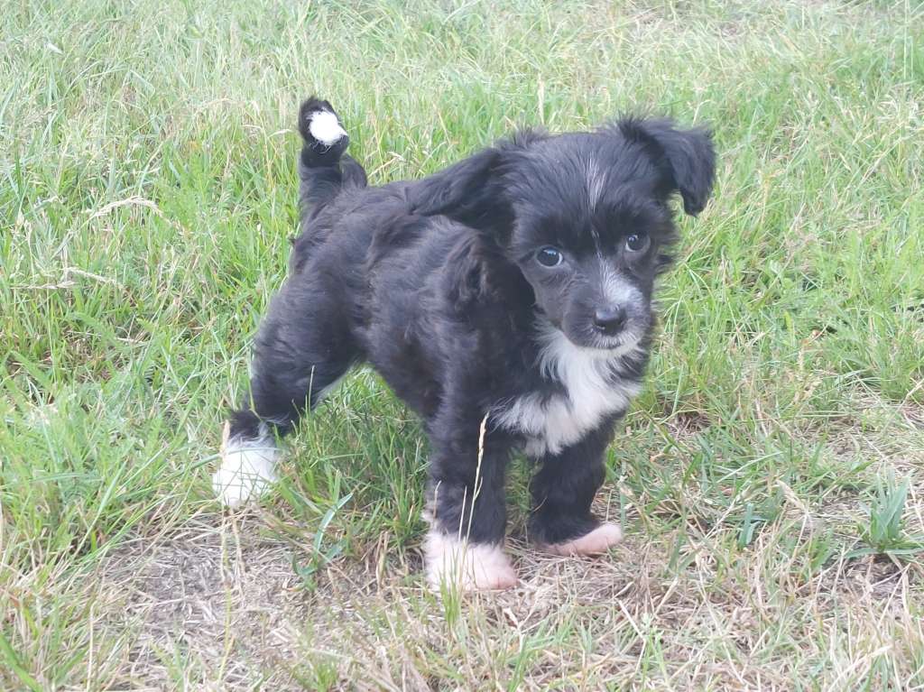 ChinoPata's Waffle Wedded Wife