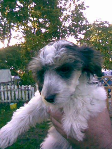 Bushwack's Two True Colors