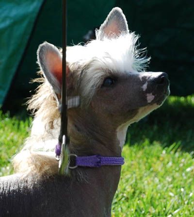 Lisar's Hopes And Dreams 