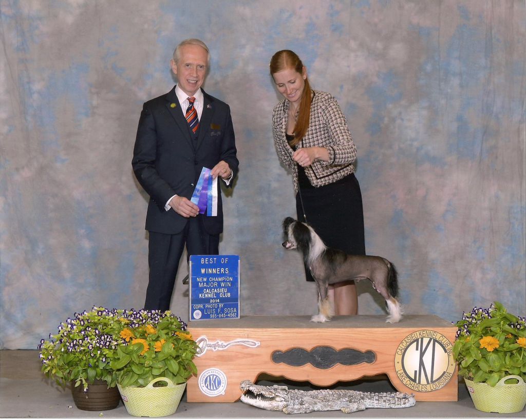 Golden Diamond Cresteds Geppetto