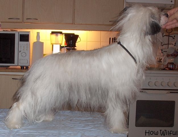 Tulimyrskyn Kaunotar