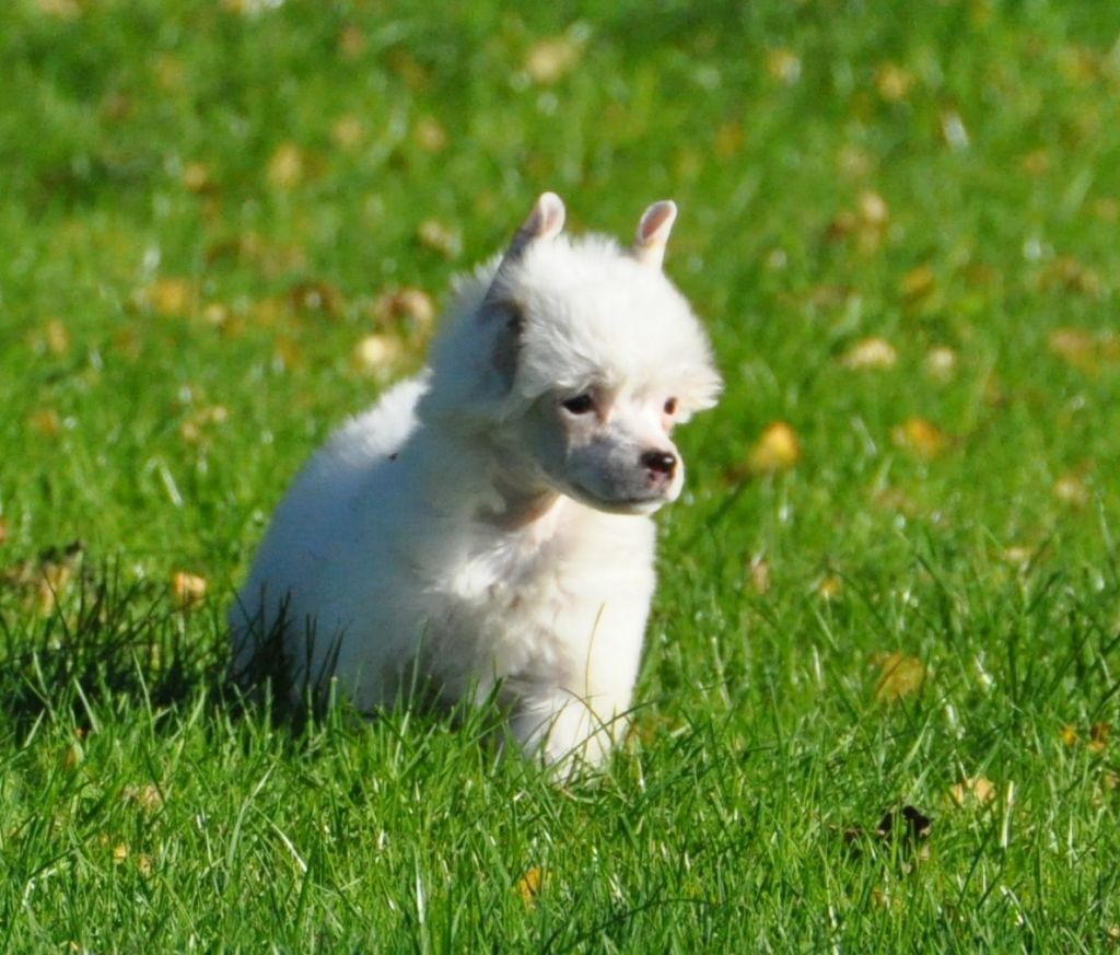 Jin Pimm's Little Champs