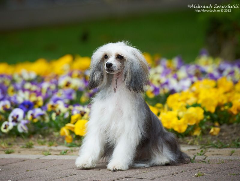 Filigrannaya Rabota Iz Ordena Ekate-Riny