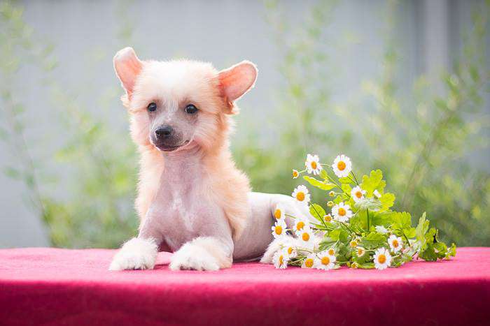 Status Imperial U-Power