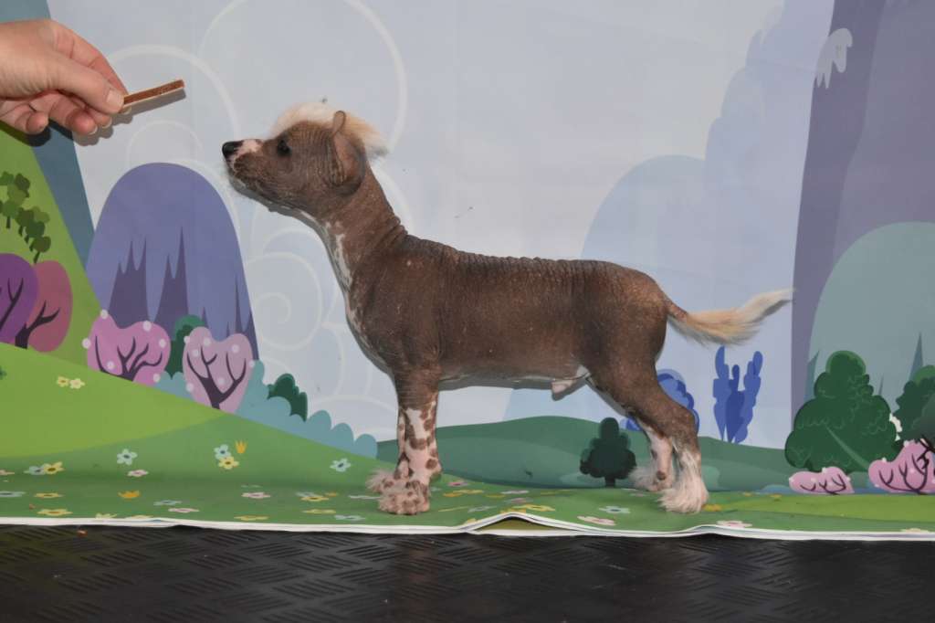 Timegarden Shooting Star