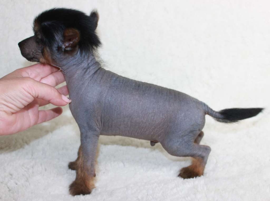 Volutional Artist iz Clana Timurlana