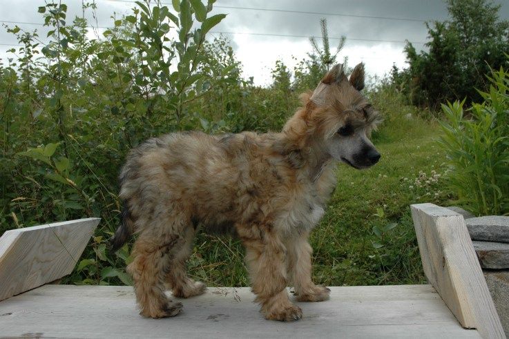 Trønderpia's Impress Me