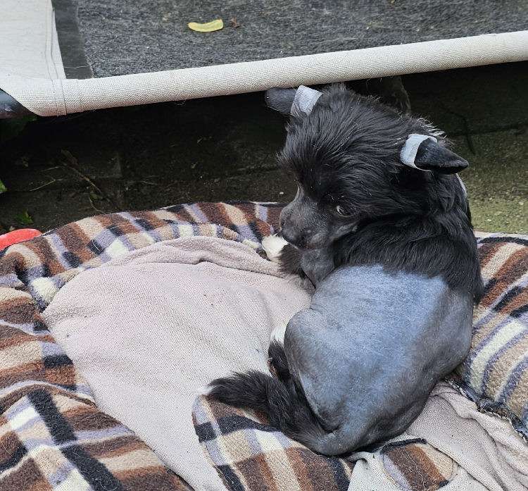 Axel Little Charmings