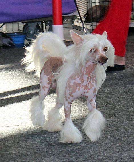 Nickel von Shinbashi