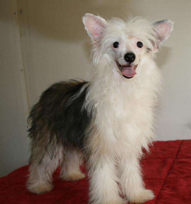 Mstical Baubo's Clown