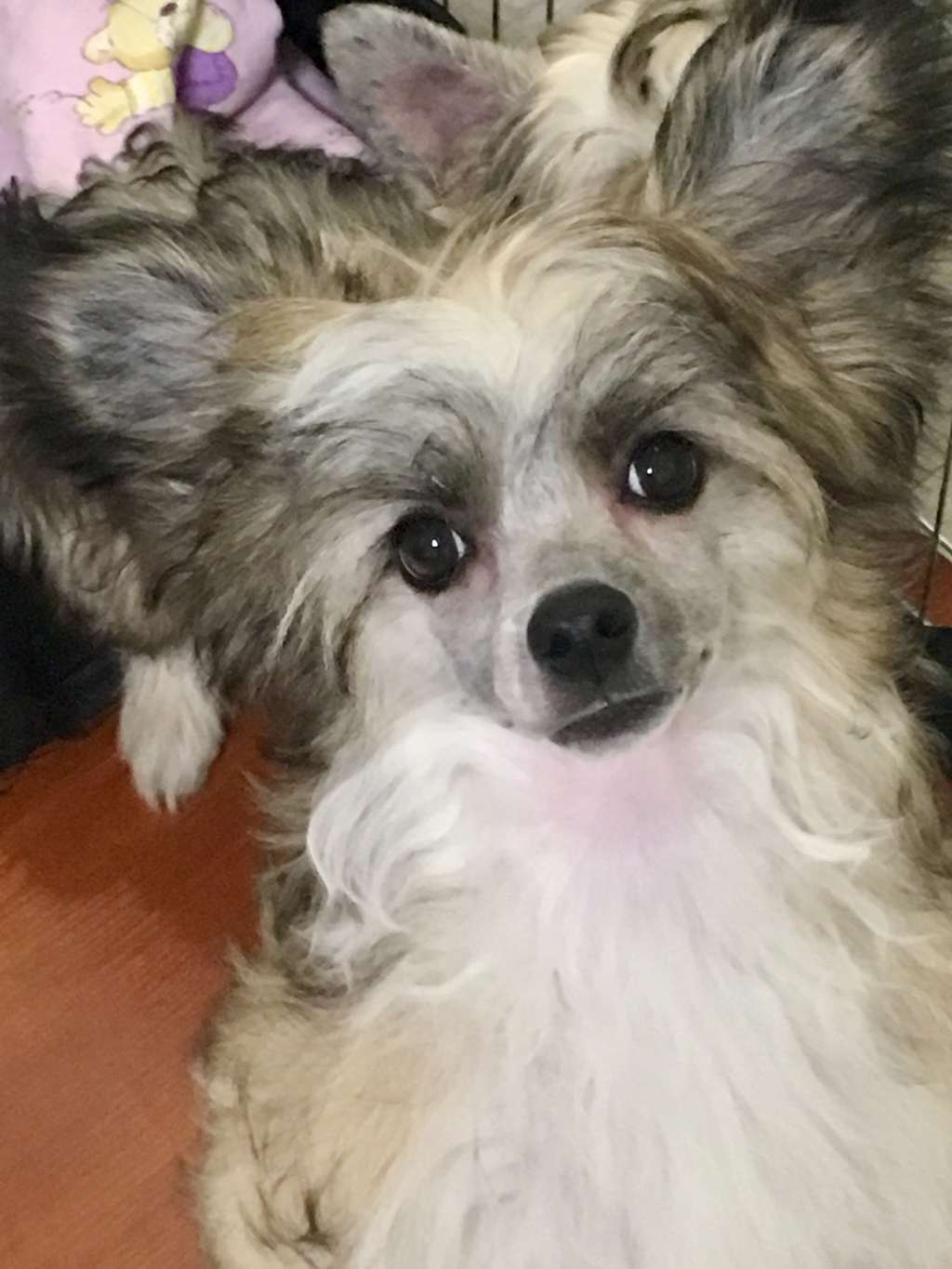 Pride of the night Benjamin