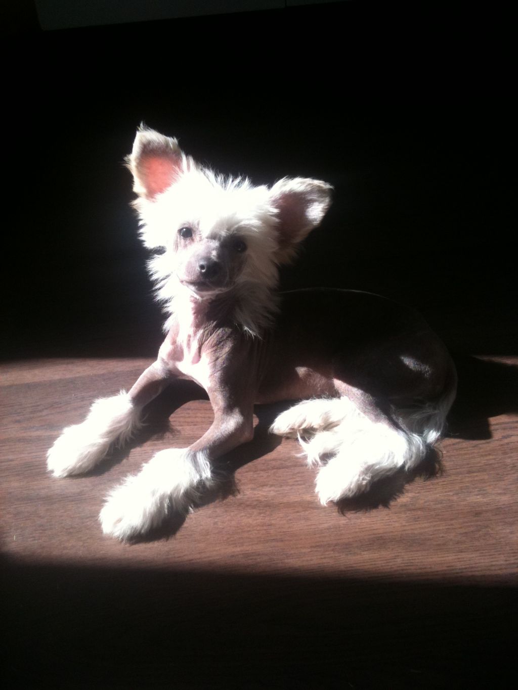 Beauty of XLNZ Five Sunny Days