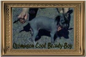 Oromuson Cool Beauty-Boy