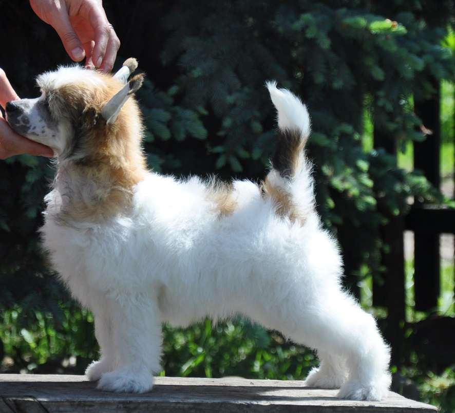 Mirabile Dictu Winning Smile