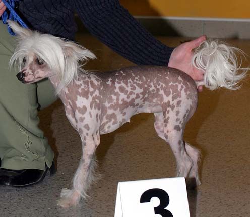 Calypso Candy ze Zeme pokladu