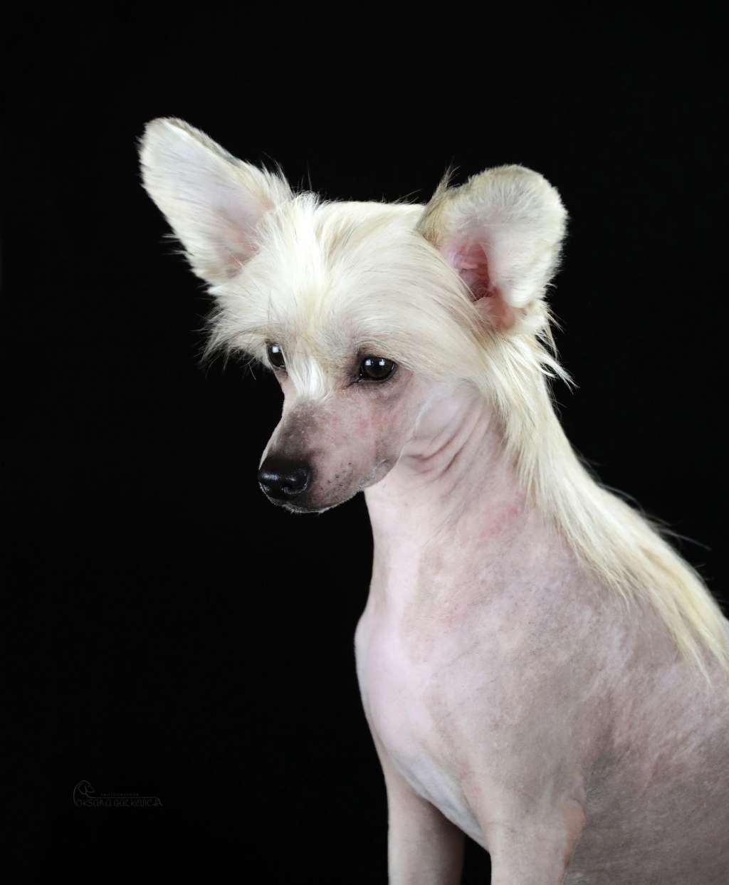 Leya Organa Solo Iz Vishnyovogo Sada